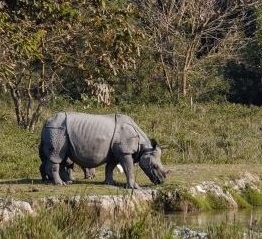 kaziranga rhinos