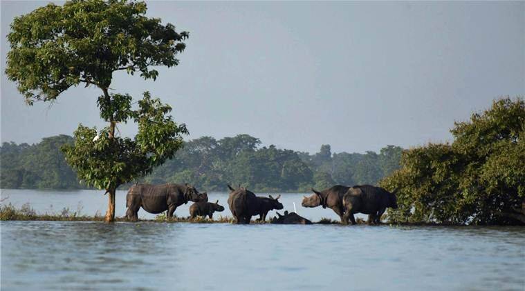 kaziranga animals