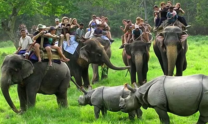 kaziranga elephants