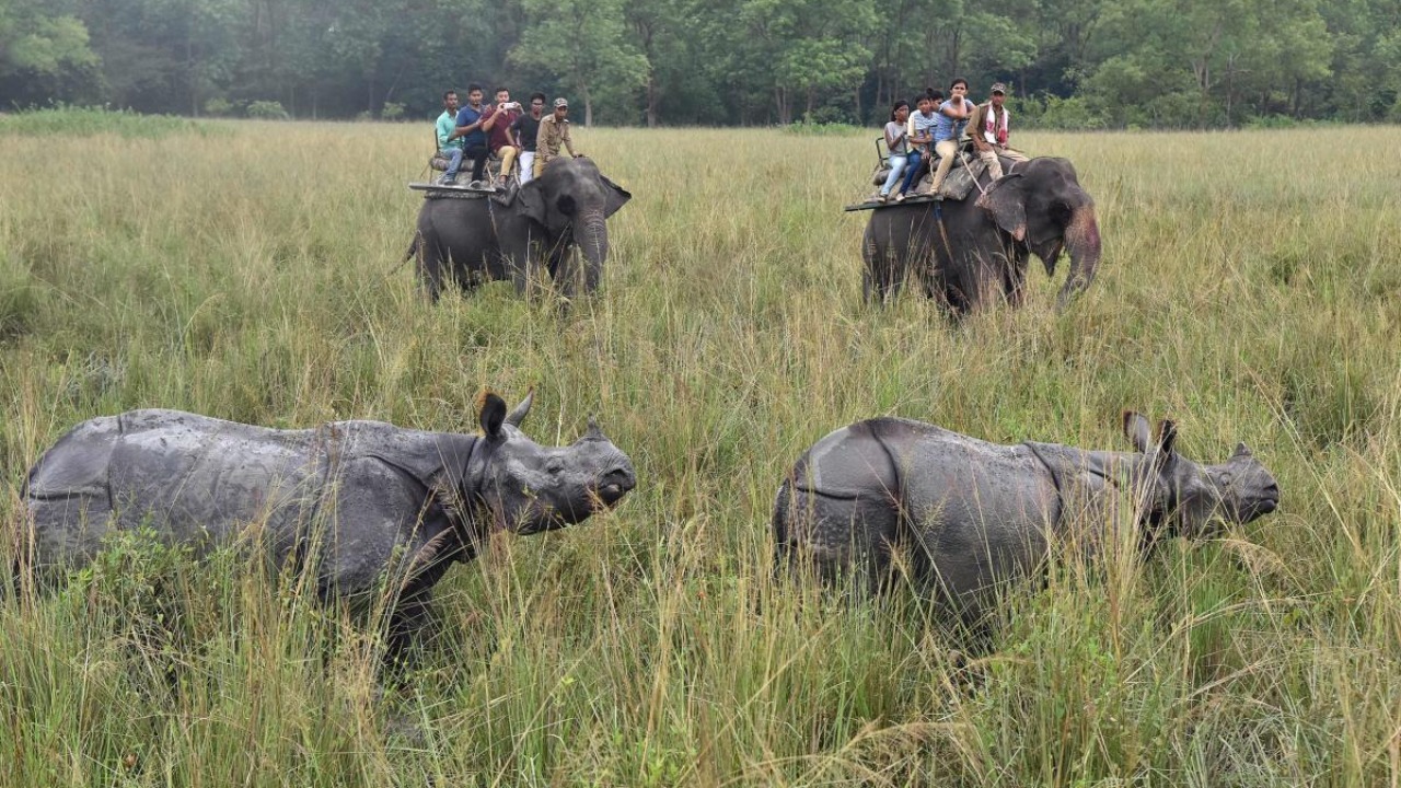 kaziranga national park safari