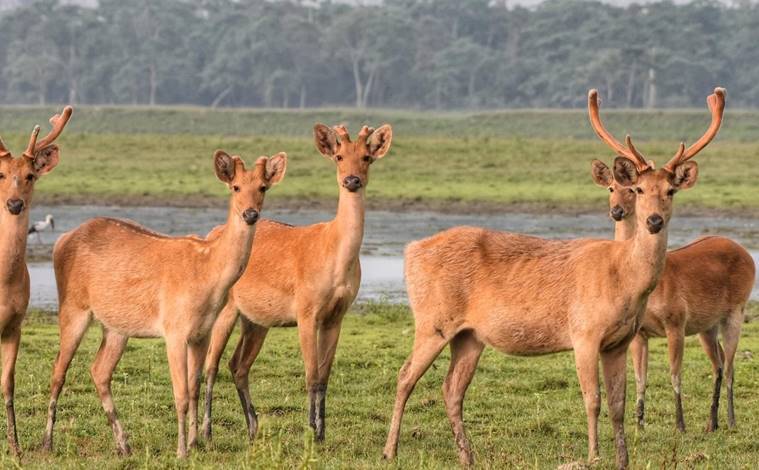 kaziranga deer