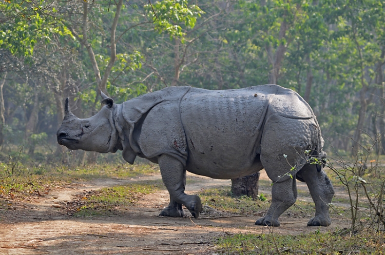 kaziranga one horn rhino