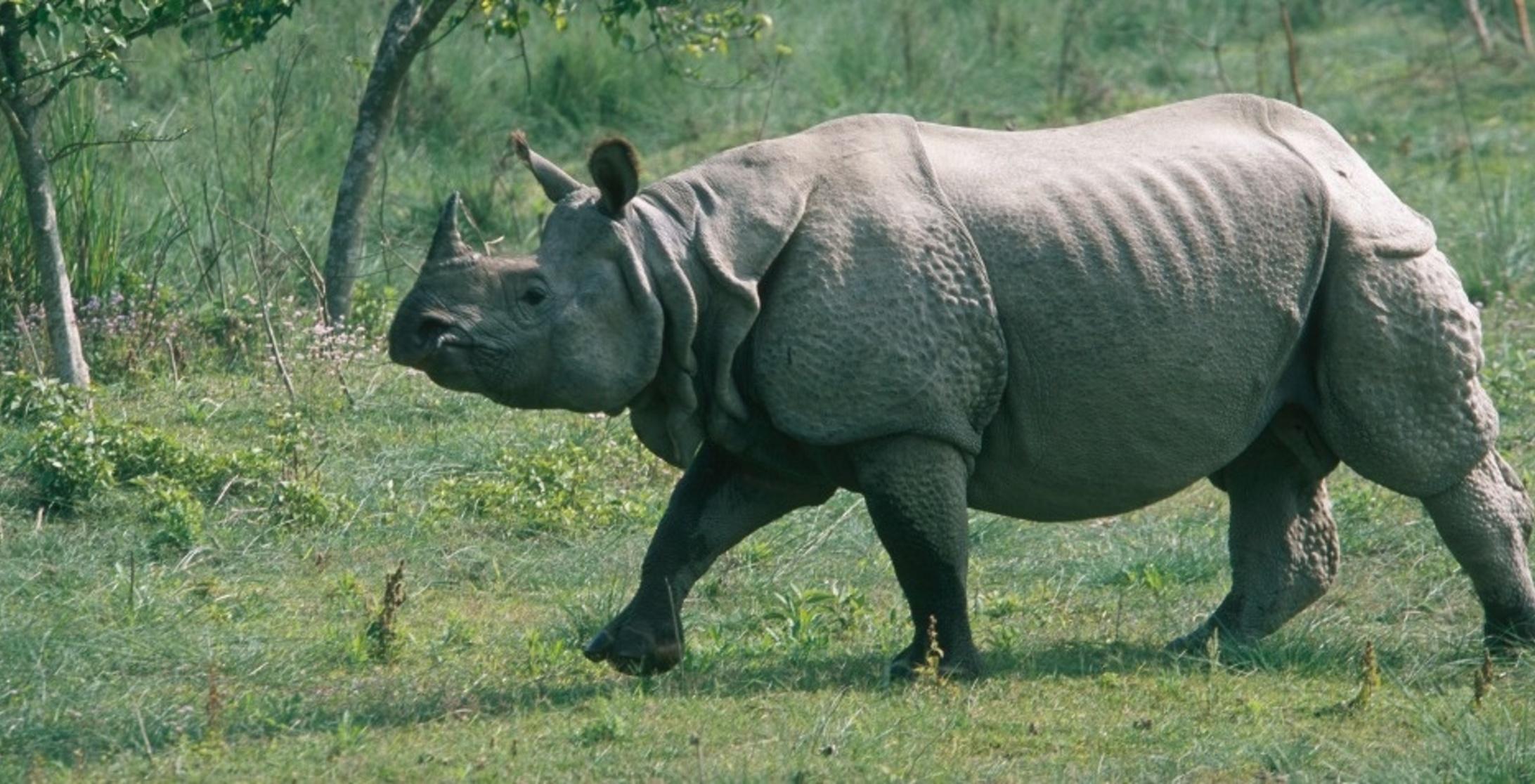 rhino in assam