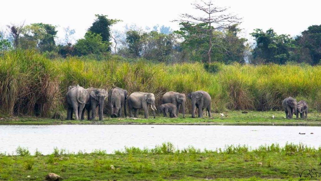 kaziranga elephants