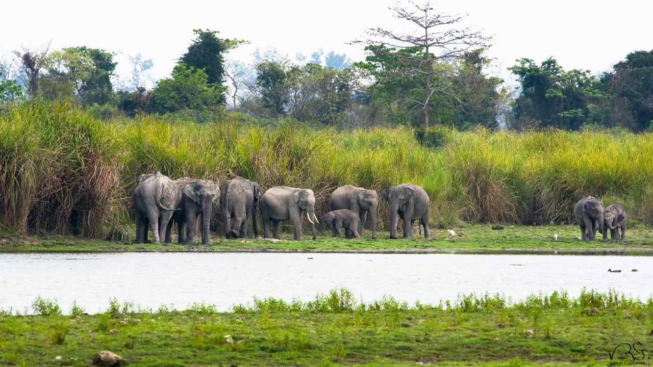 elephants in kaziranga