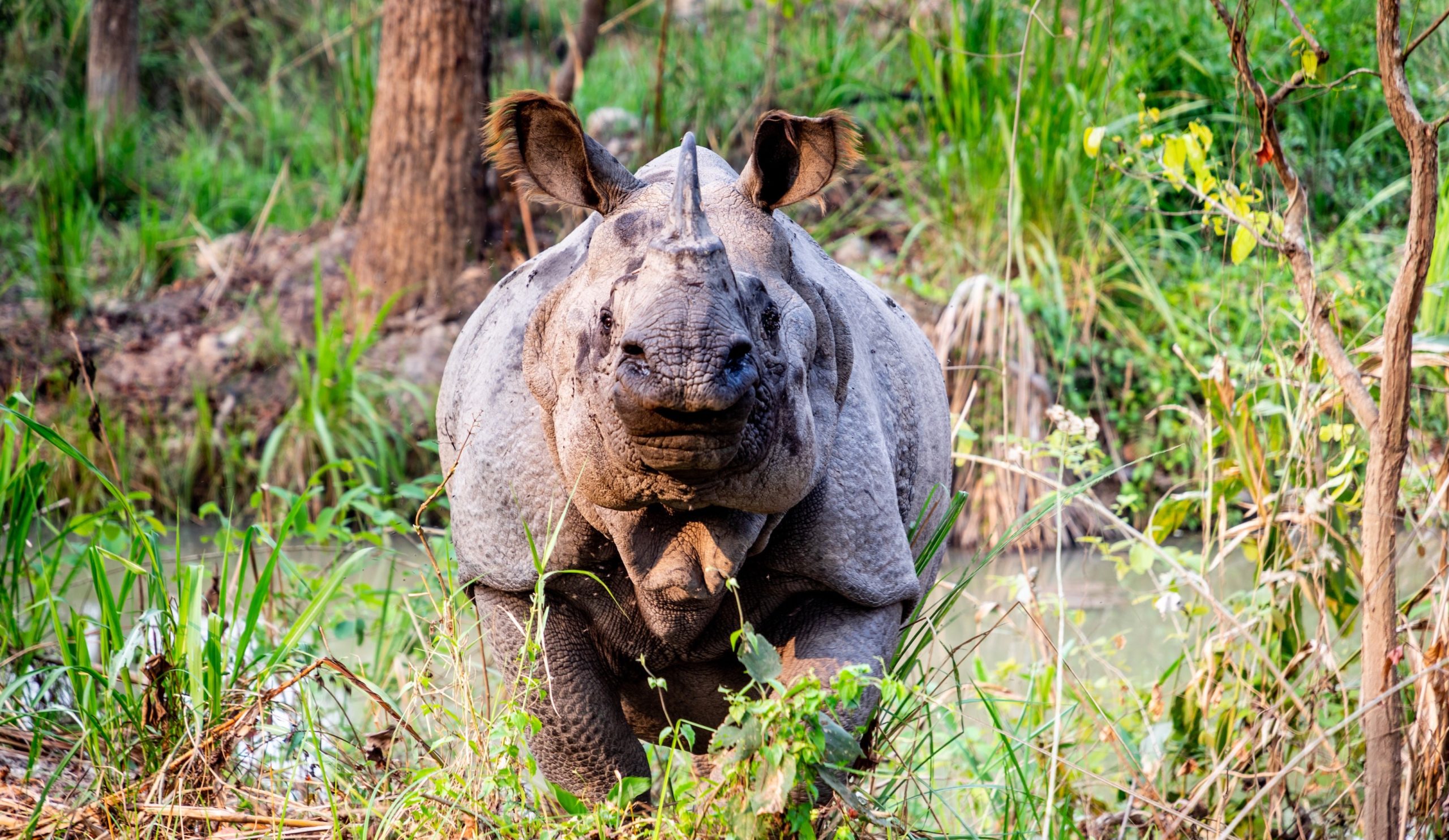 rhino in kaziranga