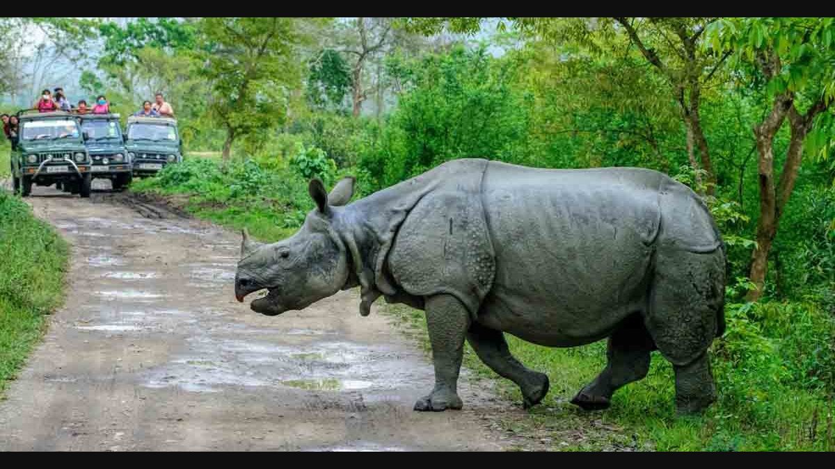 safari in kaziranga