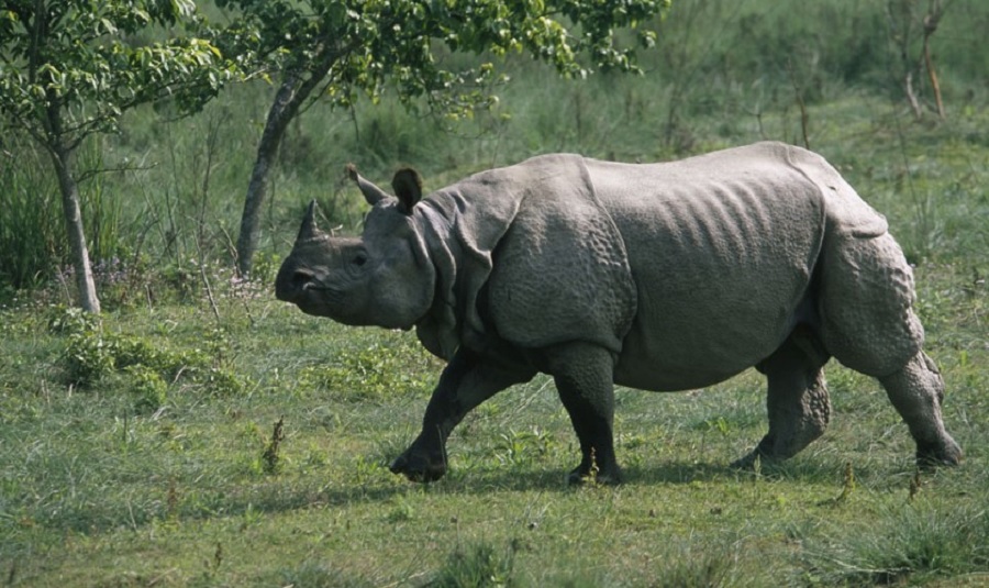 rhino census in kaziranga