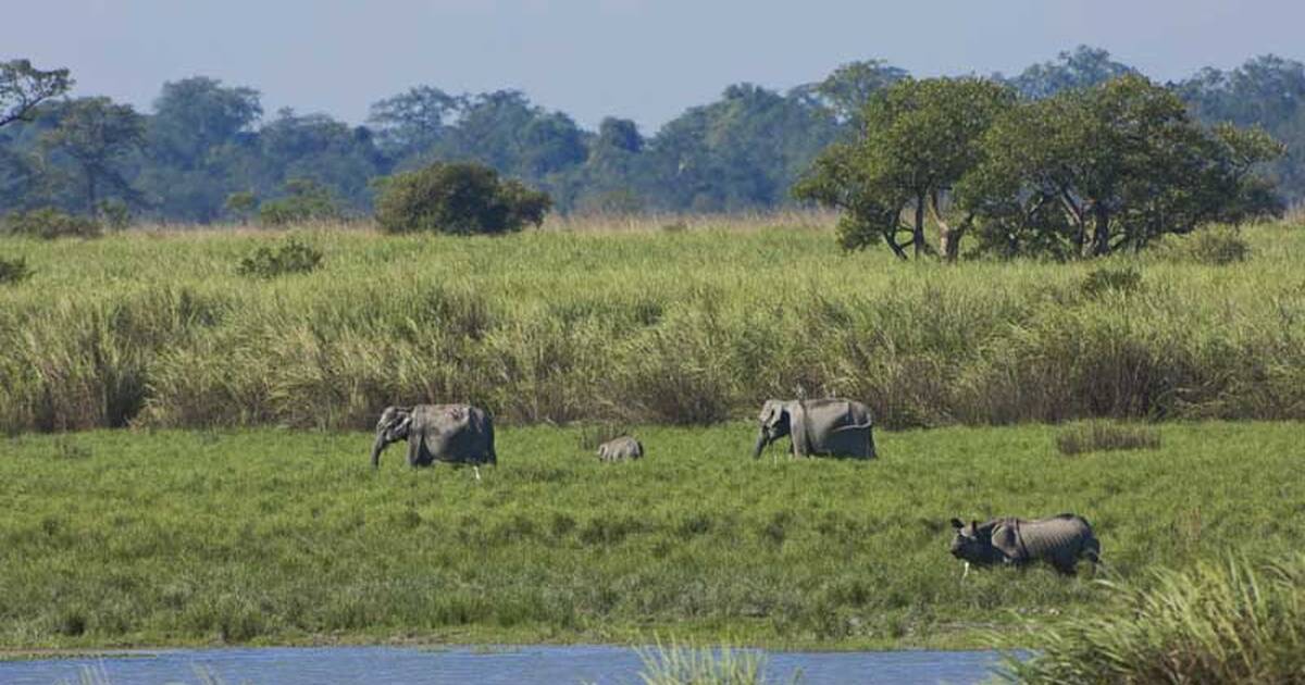 kaziranga forest