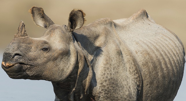 rhino census kaziranga