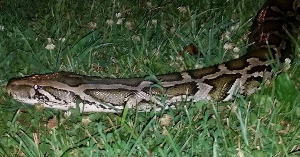 kaziranga wild python