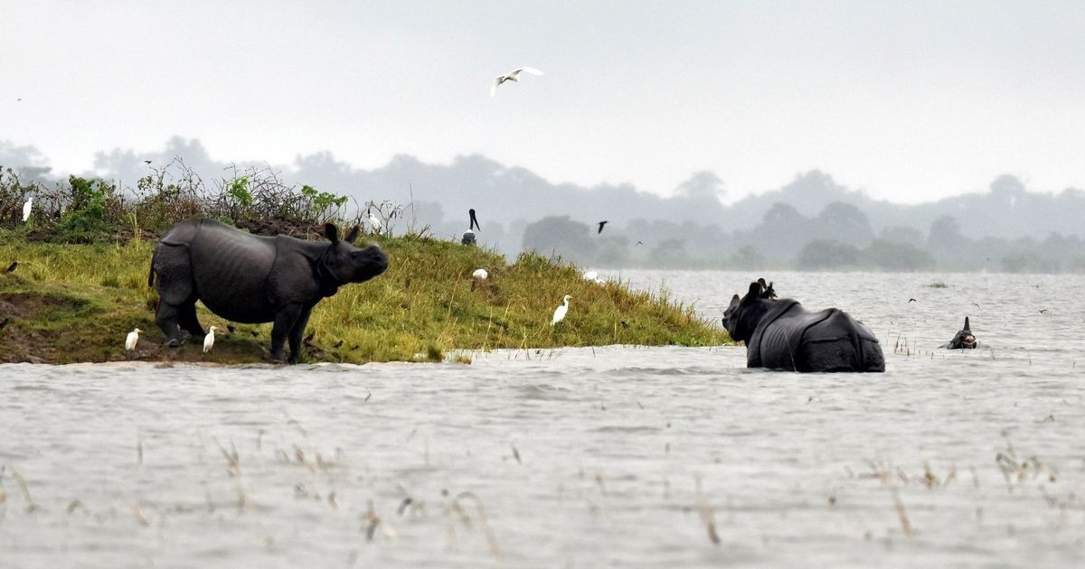 highlans in kaziranga