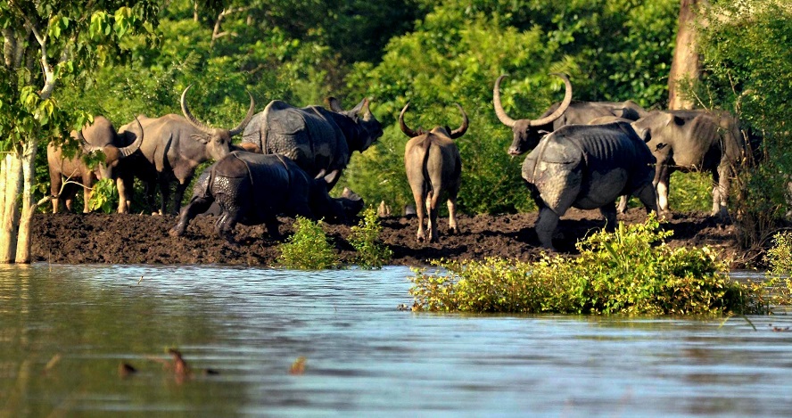 fun activities in kaziranga