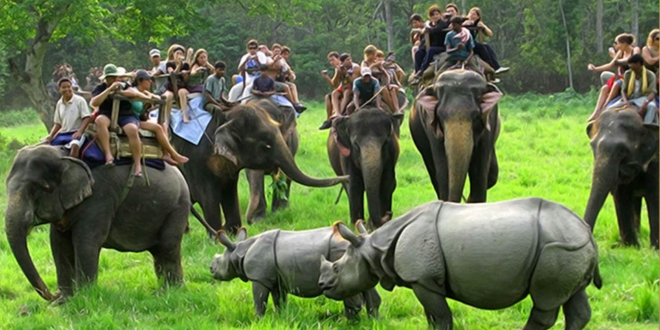 kaziranga safari