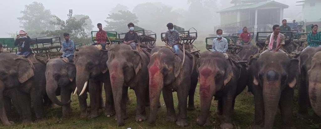 kaziranga safari