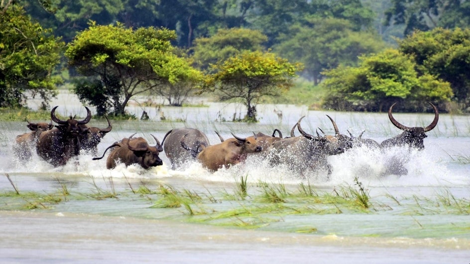 kaziranga tour in monsoon