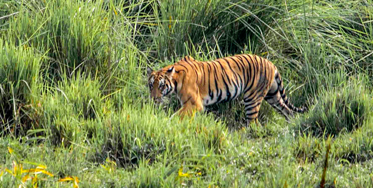 kaziranga tigers