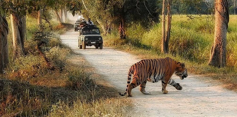 kaziranga tour