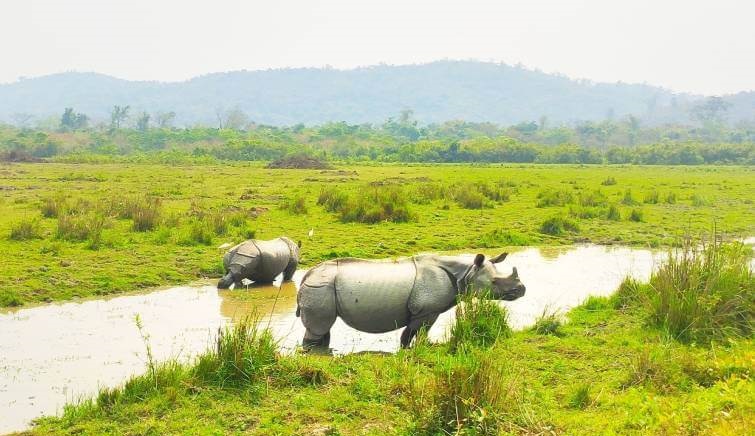 kaziranga safari booking