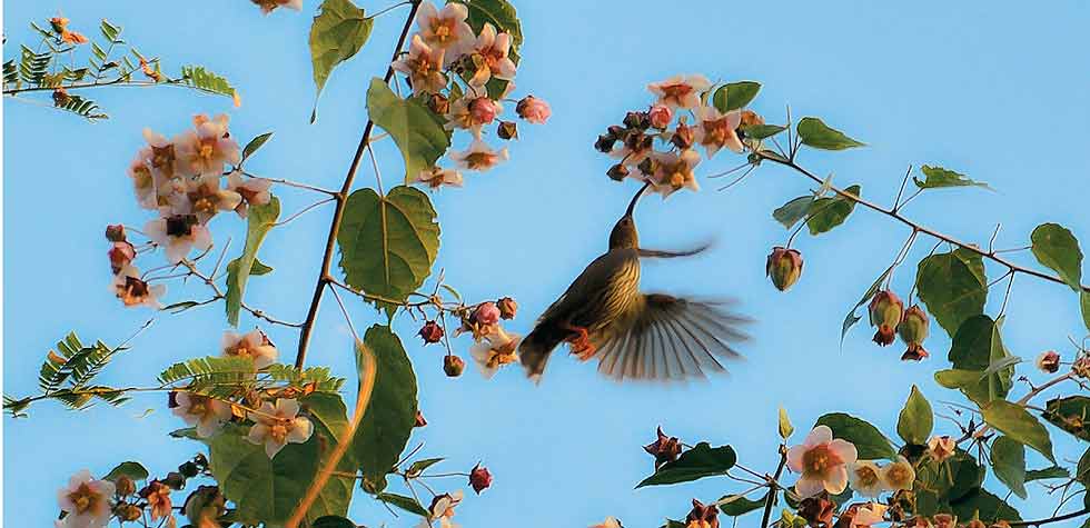 birds in kaziranga