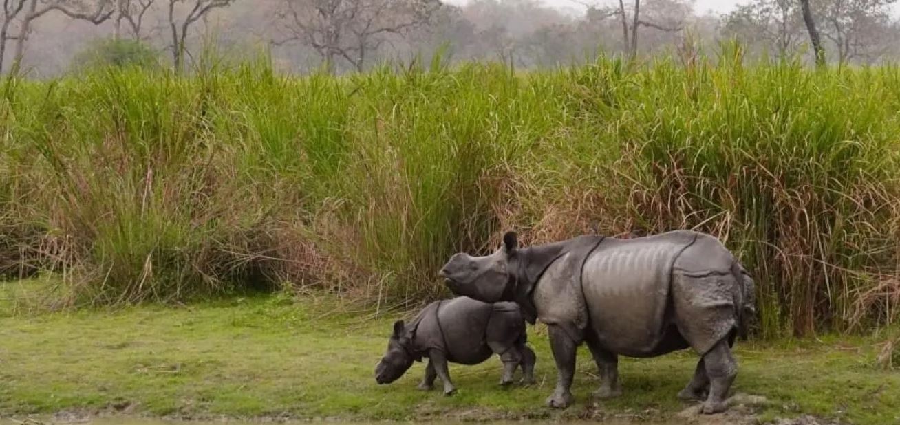 wildlife in india