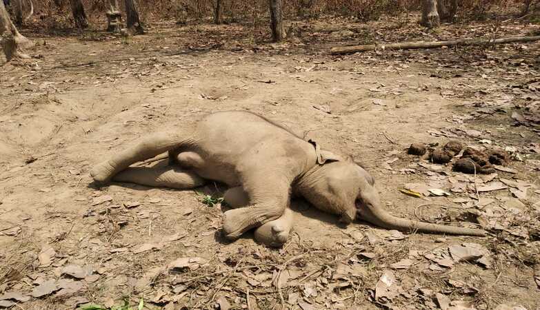 elephant baby died in kaziranga