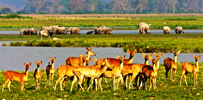 kaziranga park