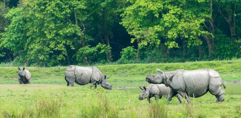 safari in kaziranga