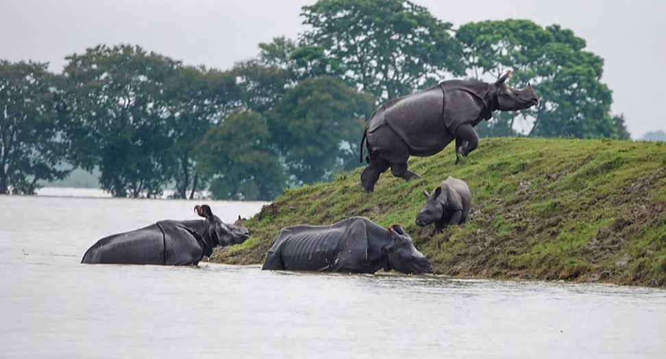 kaziranga