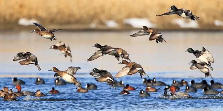Migratory birds at Kaziranga