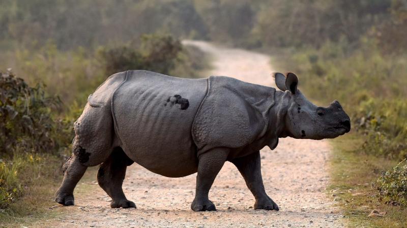 rhino news