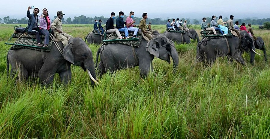 elehant safari reopen in kaziranga