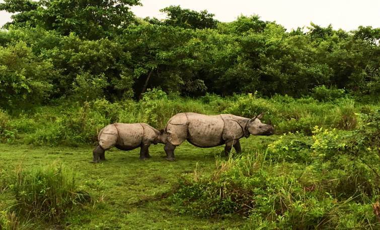 kaziranga tour