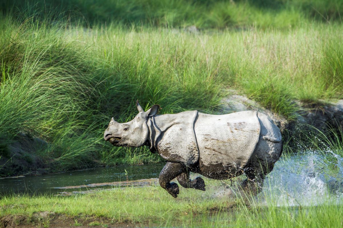 kaziranga rhino