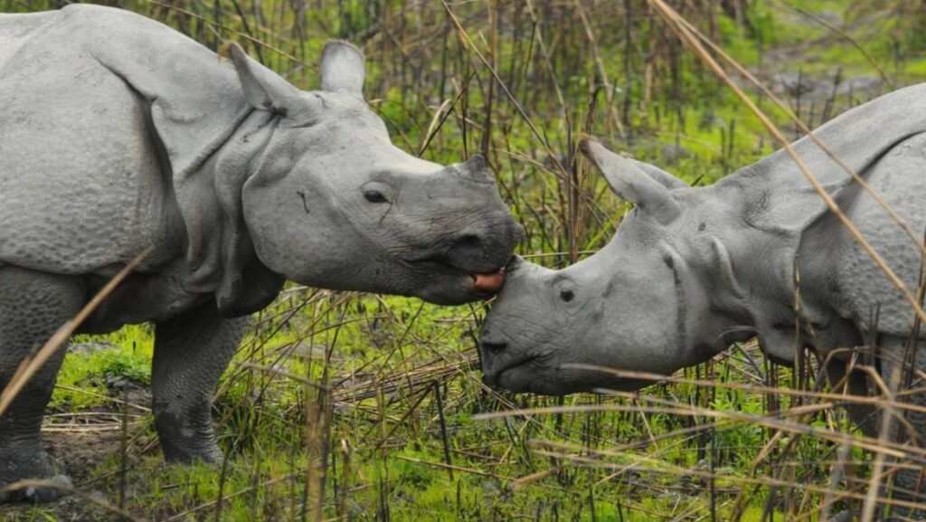 safari in kaziranga