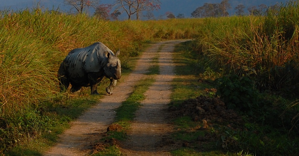 rhino in kaziranga