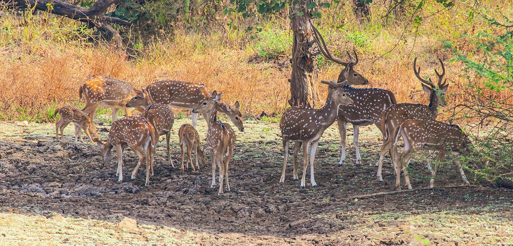 fauna in kaziranga