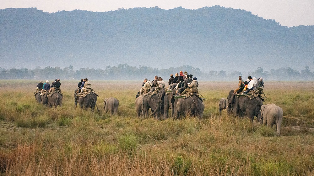 kaziranga online safari