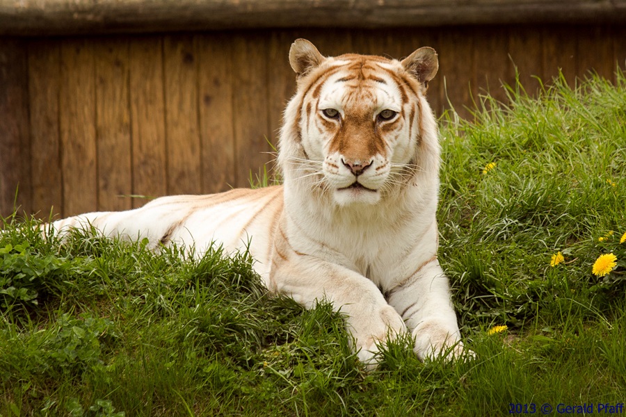 golden tiger kaziranga 