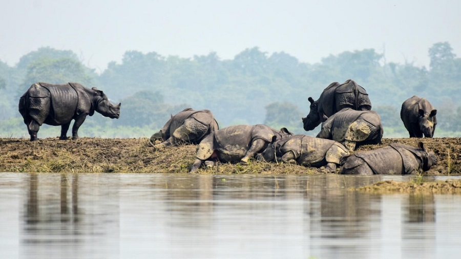 kaziranga floods news