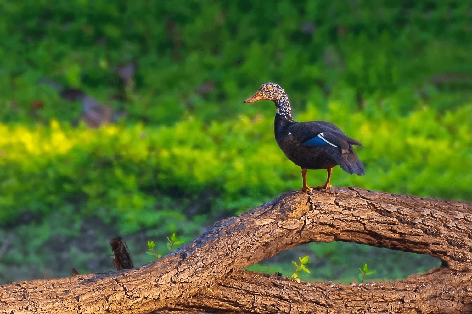 kaziranga bird