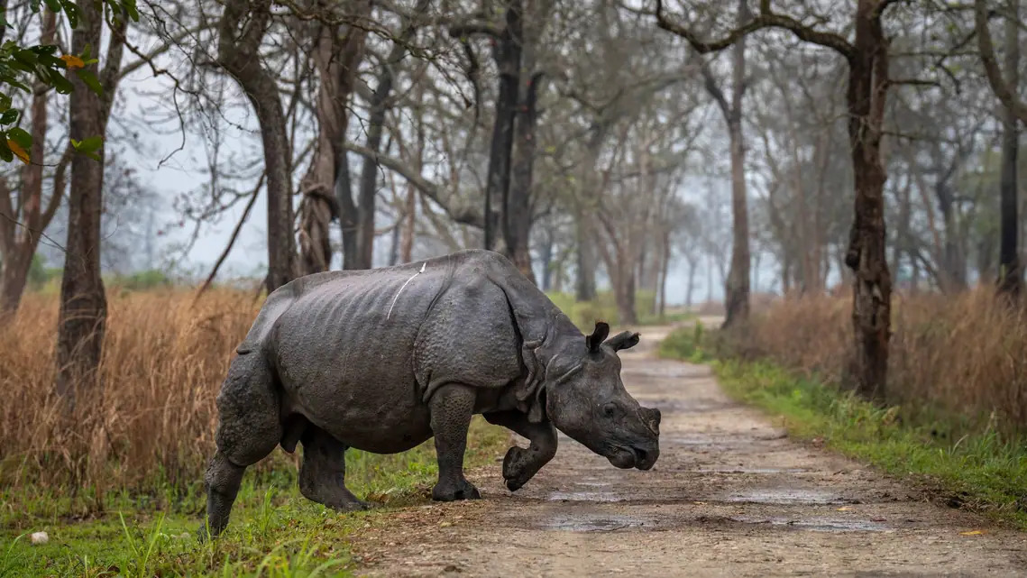 kaziranga rhino