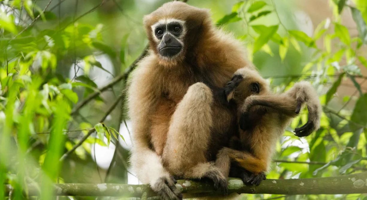 Hollongapar Gibbon Sanctuary