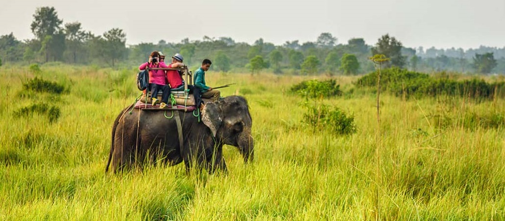 assam kaziranga