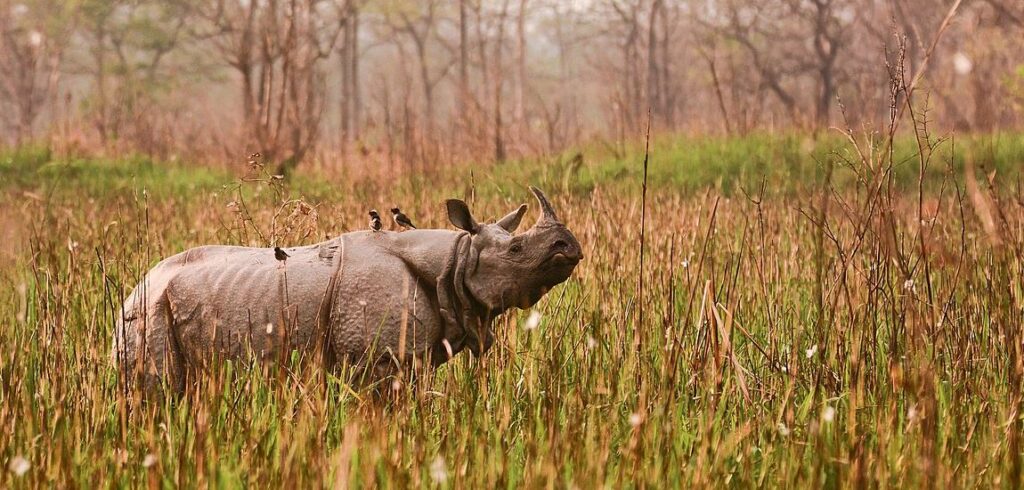 kaziranga tour