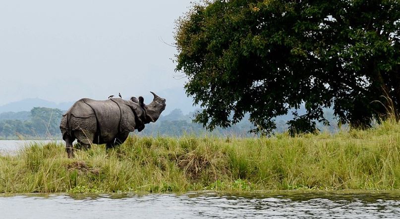 rhino kaziranga tour