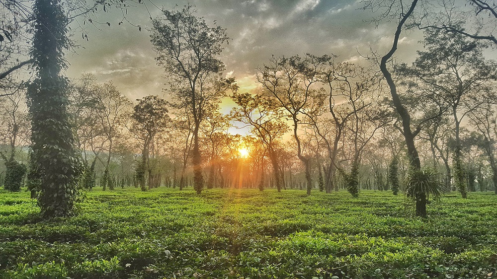 tea estate