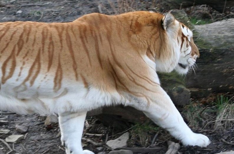 golden tiger