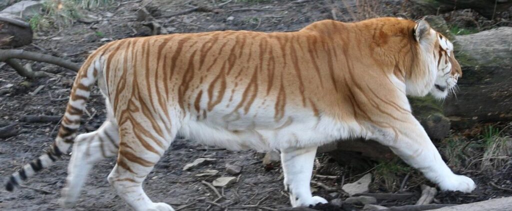 golden tiger