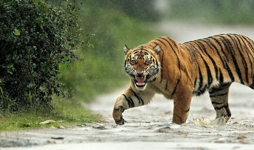 kaziranga roar